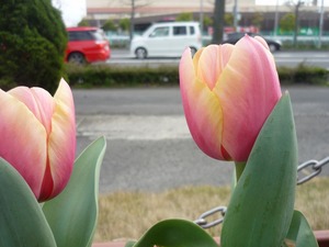 P1010044.jpg